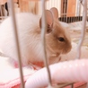 デグー  パイド