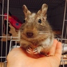 デグー ブルーパイド