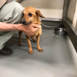 ダックスMIXのつばさちゃん→お話進行中