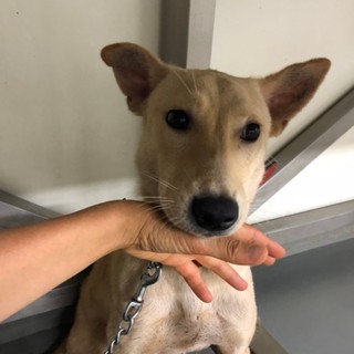 美しいハニーブラウンの毛並みコルト君→トライアル中