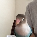 ボタンインコ 里親募集