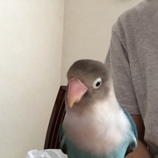 ボタンインコ 里親募集