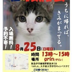 猫の譲渡会