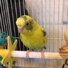 セキセイインコ（黄ハルクイン♀）里親募集します サムネイル2