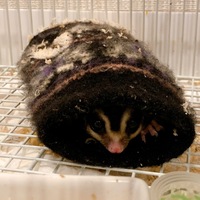 きなこさん
