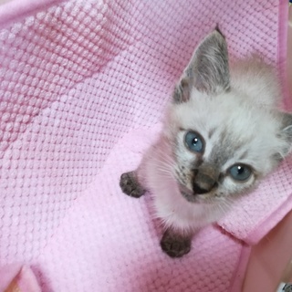 青い瞳が可愛い男の子！！スカイくんです。