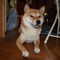 ロイ