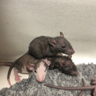 スキニーラット