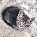 キジトラちゃんの里親様募集しております！