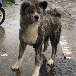秋田犬 虎毛の女の子 2歳