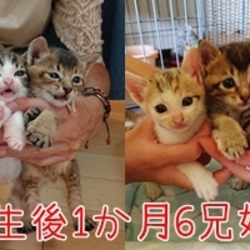 三重県名張市保護猫の譲渡会