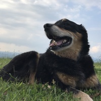 Jake