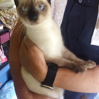 ３兄弟☆シャム風の男の子