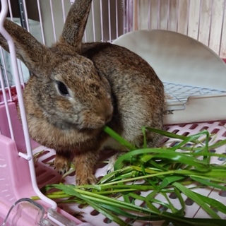 素敵な里親様に出会えました。ありがとうございます。