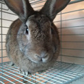 保護うさぎ　温泉うさぎ静（しず）ちゃん♀