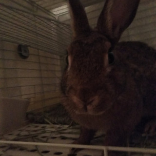 保護うさぎ　温泉うさぎ香（かおり）ちゃん♀