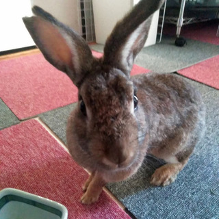 保護うさぎ　温泉うさぎ咲（さく）ちゃん♀