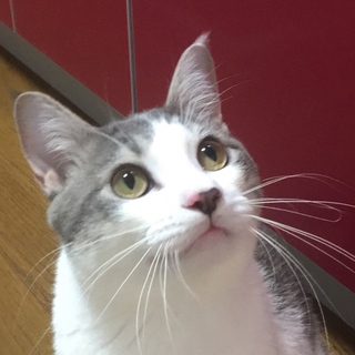僕だけを見て！人間大好き　グレー白のジャム君