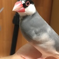 桜文鳥 女の子