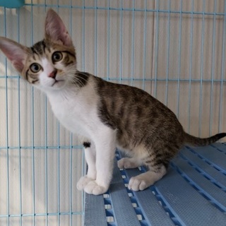 活発な『キジ白の男の子』推定４カ月（キジの兄弟）