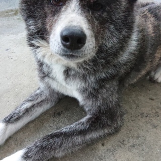 秋田犬の虎毛の女の子です