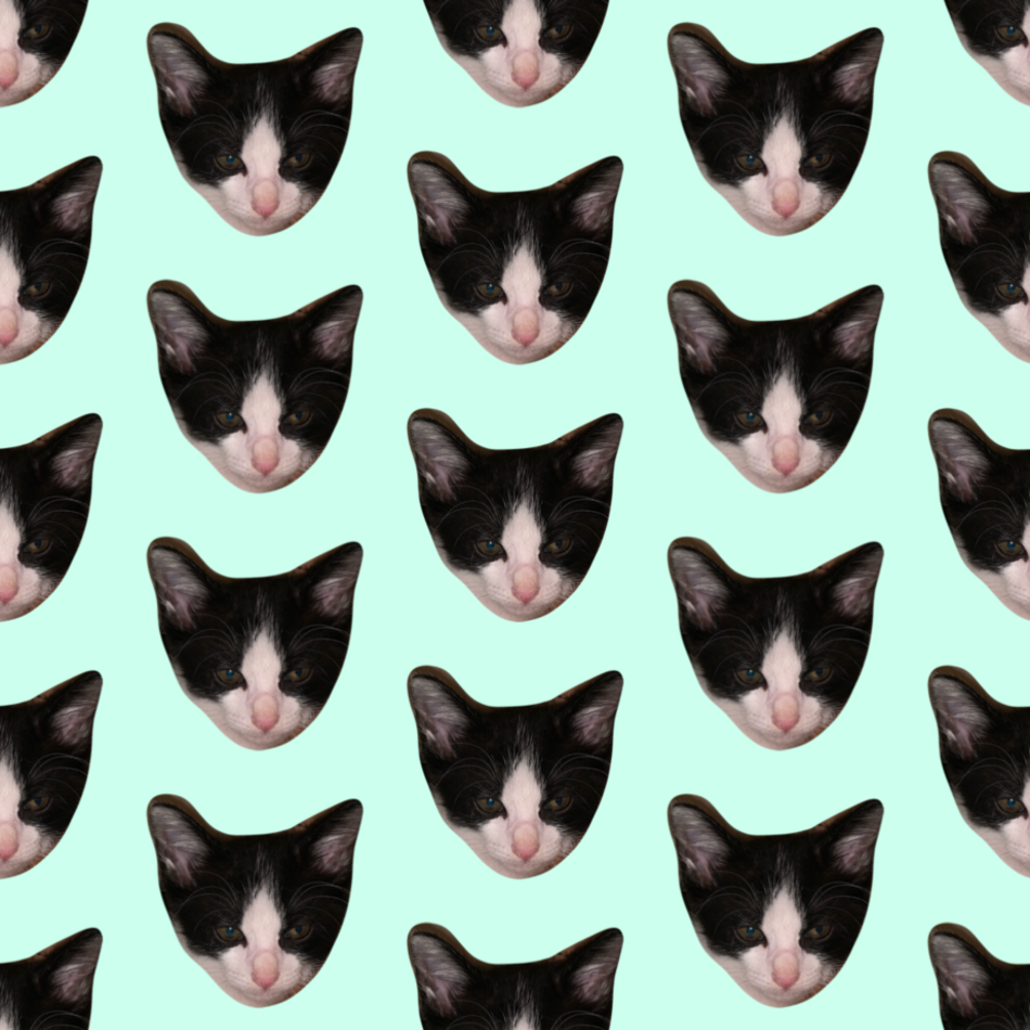 しらすのカバー写真