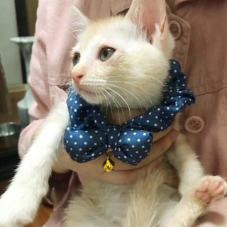 ふわふわ仲良し三兄弟～薄茶のノリ～