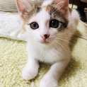 交渉中につき募集いったん中止します。
