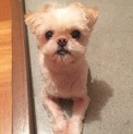 （募集停止中）マルチーズ×ペキニーズのMIX犬