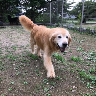 甘えん坊ゴールデン男の子