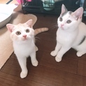 元気いっぱい仲良しコンビ♂♀