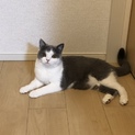 人懐っこいハチワレ ブリティッシュ