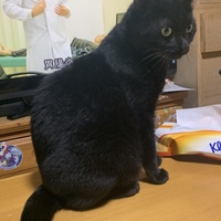 椿