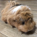 アビシニアンモルモット