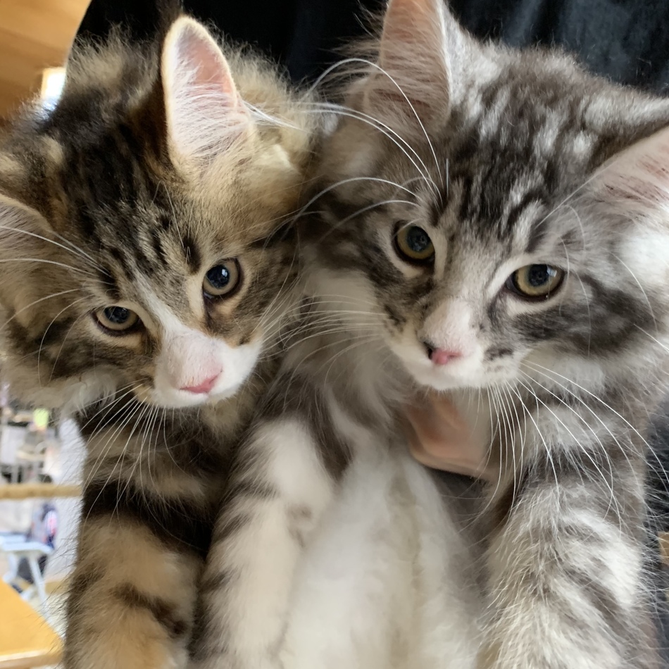 ギルガのカバー写真