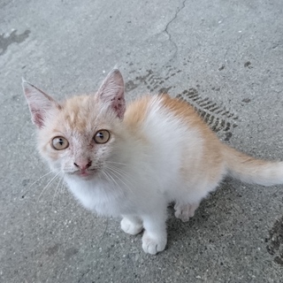 やんちゃな子猫ちゃん」熊本県 - 猫の里親募集(275786) :: ペットの 