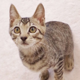 〇元気いっぱい♪優しい男の子キジトラ・ゆうら〇