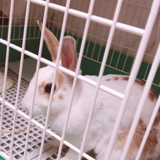 ネザーランド2歳