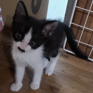 大切にしてくれる家族を募集します♪