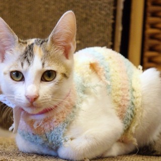 正式譲渡になりました！　かわいい女の子ベガ