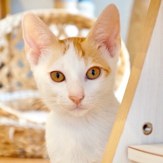 正式譲渡になりました！控えめ白茶アル君