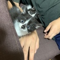 子猫ちゃん里親様募集