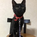 人懐っこくワンコとも仲良くできる黒猫くんです！