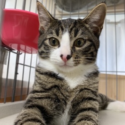 保護猫の譲渡会 サムネイル2