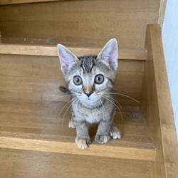 保護猫の譲渡会 サムネイル3