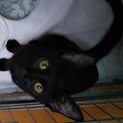 コクロ　５ヶ月　黒子猫