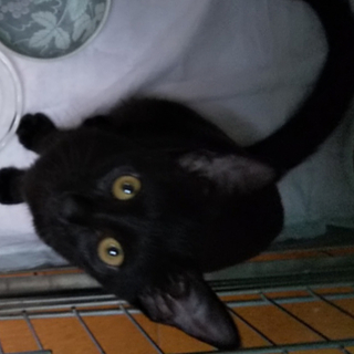 コクロ　５ヶ月　黒子猫