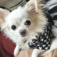 メル