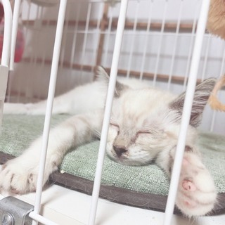 ホームステイ可★シャム系メス【保護子猫】