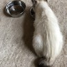 ホームステイ可★シャム系メス【保護子猫】 サムネイル2